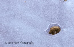 brown leaf trapped in ice