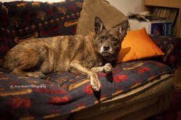 smiling dog on the couch