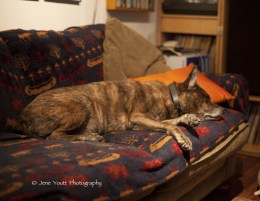 dog sleeping on couch