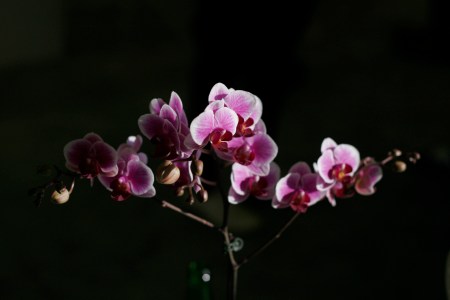 orchid