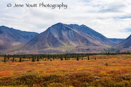 Denali National park, mountain landscape