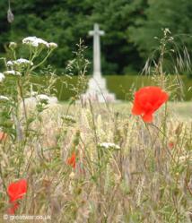 Flanders Field poppies