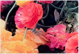 Ernst Hass 2008 Poppies