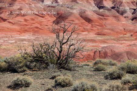 Tree in Painted desert