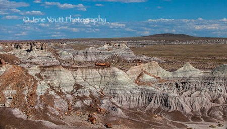 Petrified forest park