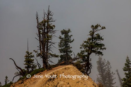 three pine trees, bryce nat'l park
