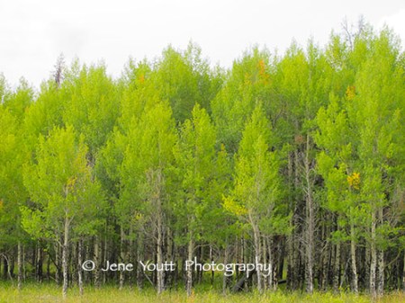 Green aspens