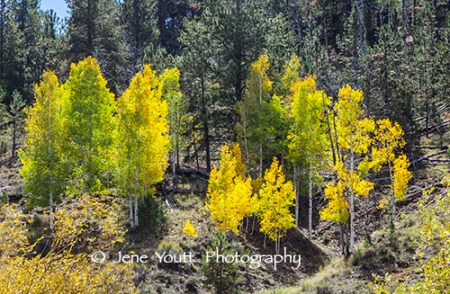 aspens turning
