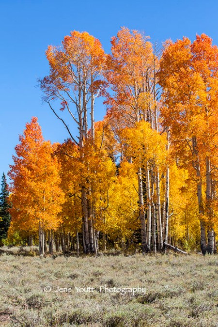 aspens