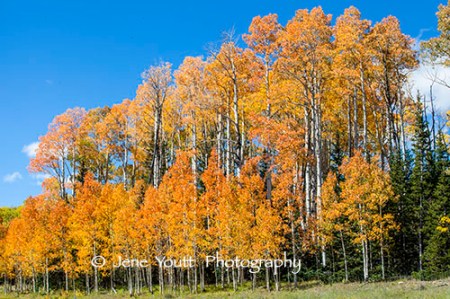 Golden Aspens