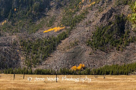 yellowstone national park meadow
