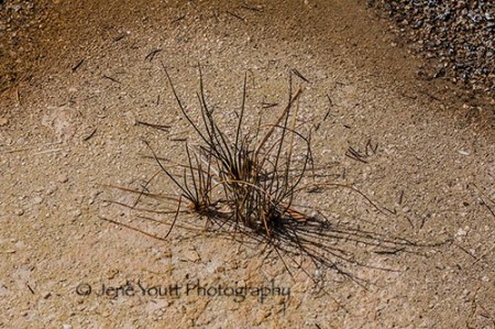plant in a geyser pool