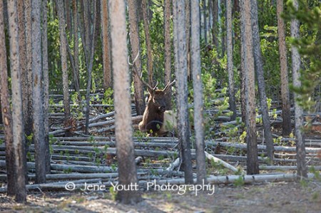 male elk