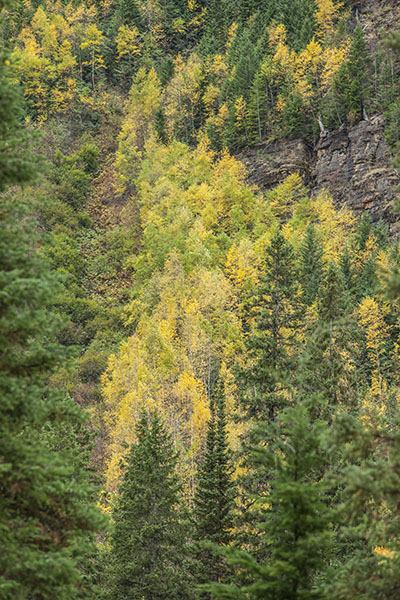 Aspen turning color Glacier National park