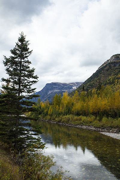 aspens in Glacier national park