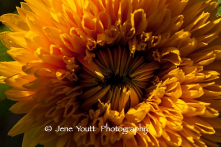 yel curstamun 0012 copy